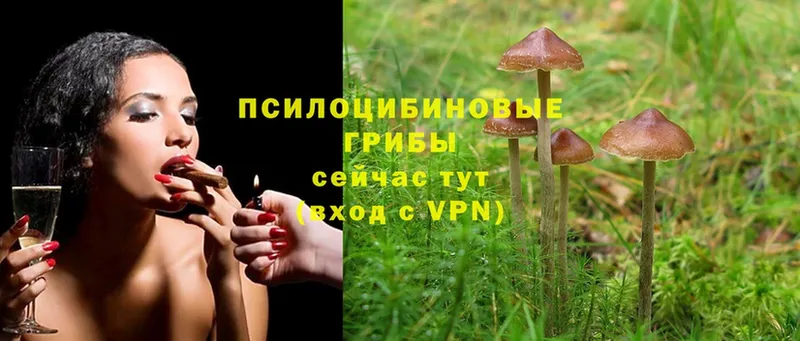 Галлюциногенные грибы GOLDEN TEACHER  Новомосковск 