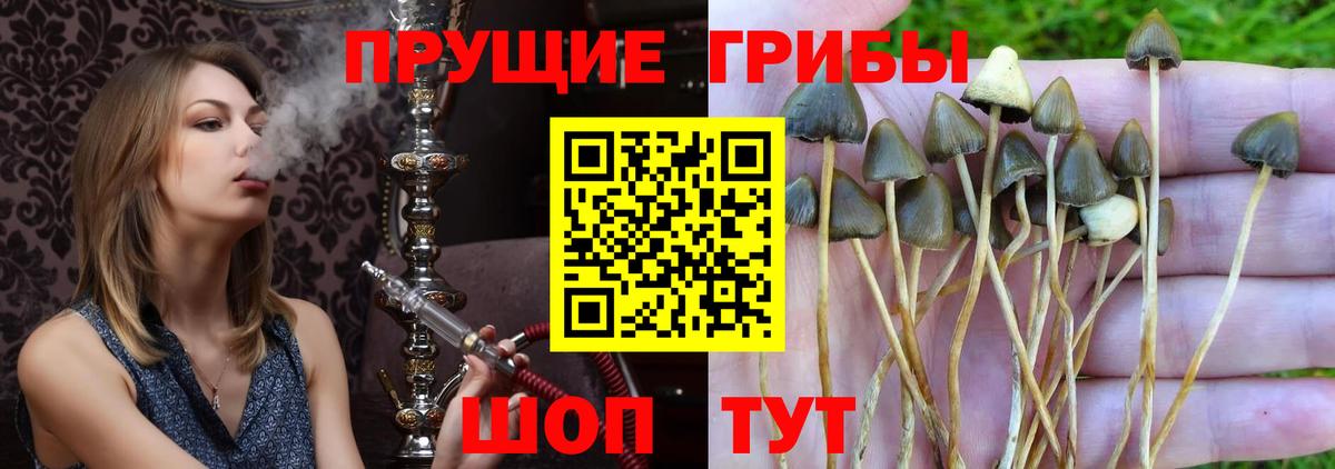 Новомосковск  Псилоцибиновые грибы прущие грибы  Вход с VPN 